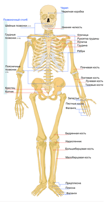 530px-Human_skeleton_front_ru.svg.png