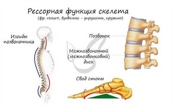 Рессорная функция скелета