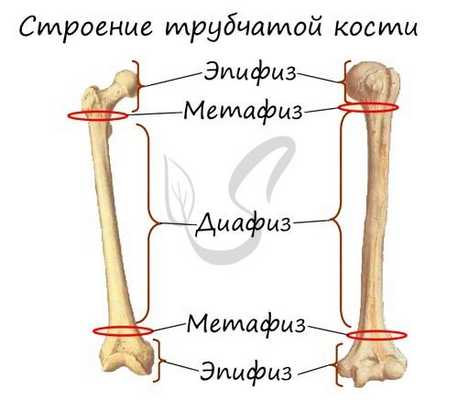 Строение трубчатой кости