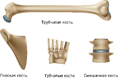 виды костей.png