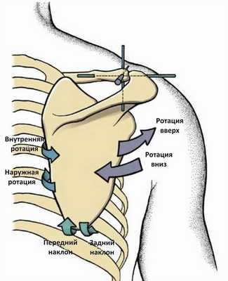 Биомеханика лопатки