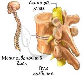 Спинной мозг в позвоночном канале