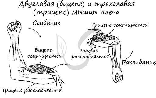 Работа трицепса и бицепса
