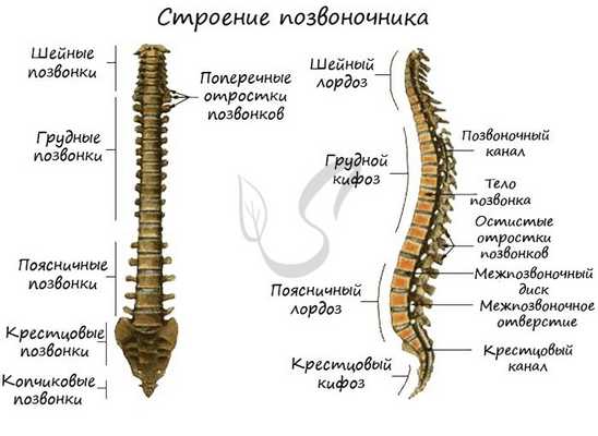 Строение позвоночника