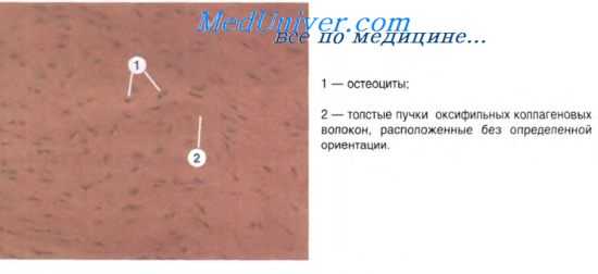 строение костей