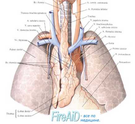 Тимус (вилочковая железа). Тимоциты. Функции тимуса ( вилочковой железы ). Этапы отбора тимоцитов.