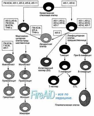 Костный мозг. Функции костного мозга. Миеломоноцитопоэз.