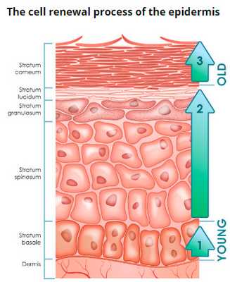 Рис. 2. Эпидермис