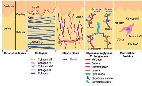 Рис. 4. Схематичное представление слоев кожи и распределения коллагенов разных типов.