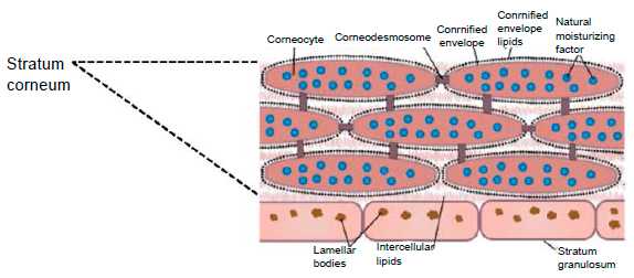 Рис. 3. Схематичное изображение рогового слоя с нижележащим зернистым слоем эпидермиса.