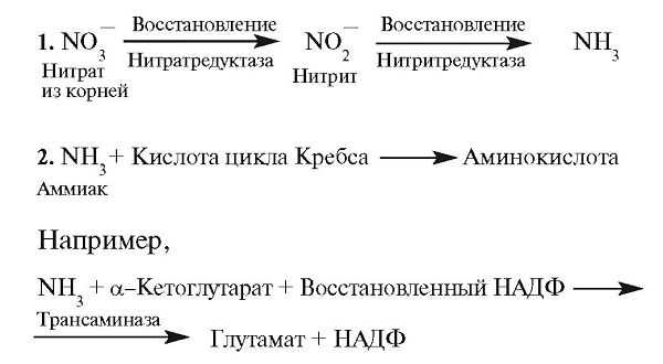 Метаболизм фосфоглицерата и триозофосфата