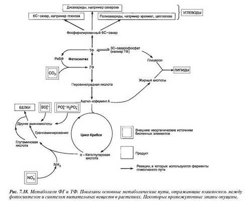 Метаболизм фосфоглицерата и триозофосфата