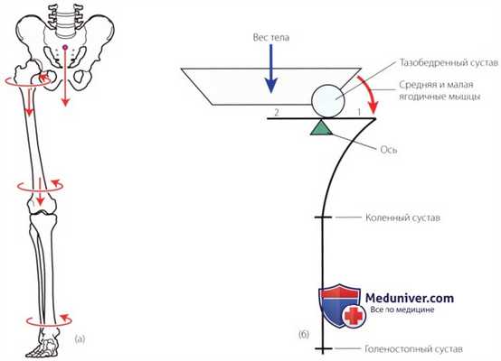 Нижняя конечность как единое целое и как опора