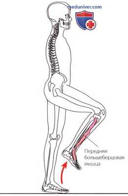 Объективное обследование при нарушении походки