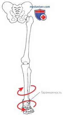 Нижняя конечность как единое целое и как опора