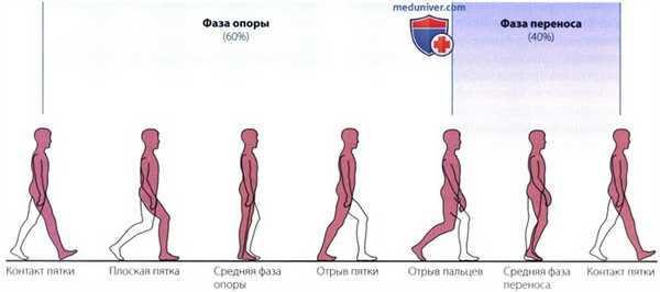 Критерии нормальной ходьбы и походки