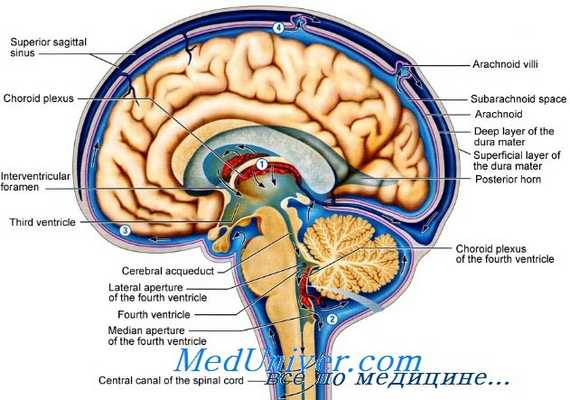 внутричерепное давление