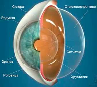 Анатомия глаза. Стекловидное тело