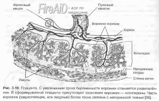 Аллантоидное кровоообращение. Плацентарное кровообращение.