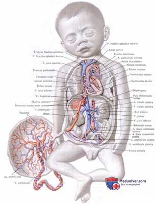 Кровообращение плода и новорожденного. Желточный период.