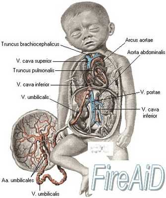 Кровообращение плода и новорожденного. Желточный период.