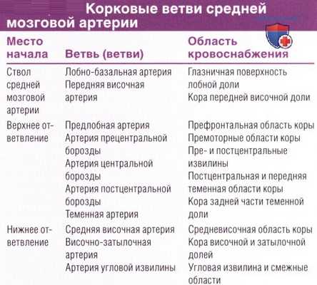 Ветви средней мозговой артерии