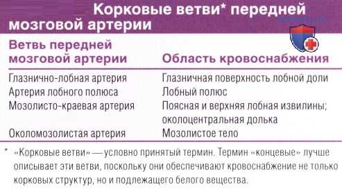Ветви передней мозговой артерии