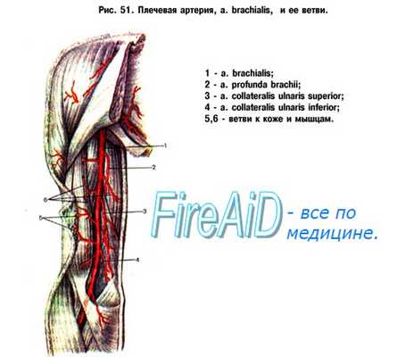 Кровоснабжение мышц. Интенсивность кровотока в сосудах мышц. Миогенная, гуморальная регуляция кровотока в мышцах.