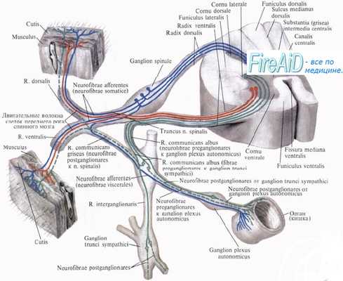 Кровоснабжение кожи. Интенсивность кровотока в сосудах кожи. Миогенная, гуморальная регуляция кровотока в коже.