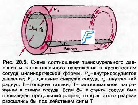 Регионарное кровообращение. Сосудистый тонус. Эффект Остроумова—Бейлисса.