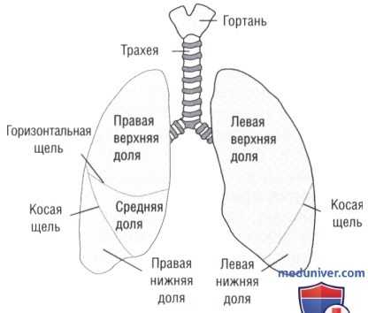анатомия легких