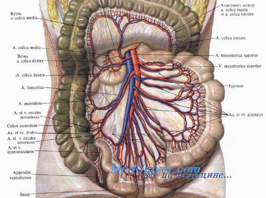 Кровоснабжение тонкой кишки. Верхняя брыжеечная артерия. Топография верхней брыжеечной артерии. Аркады кишки