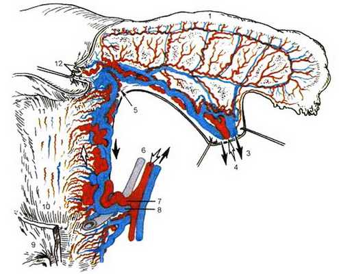 Кровоснабжение, лимфоотток и иннервация половых органов.