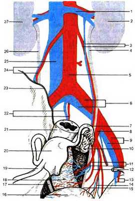 Кровоснабжение, лимфоотток и иннервация половых органов.