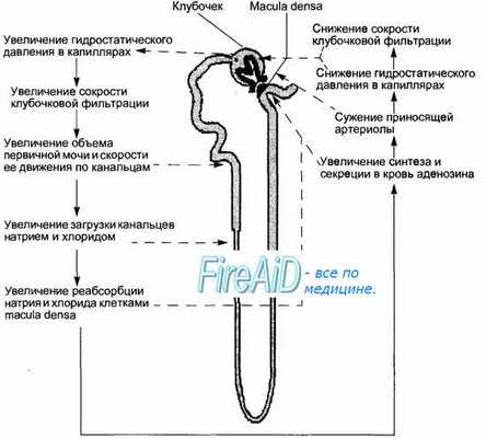 Скорость клубочковой фильтрации ( СКФ ). Механизмы ауторегуляции.