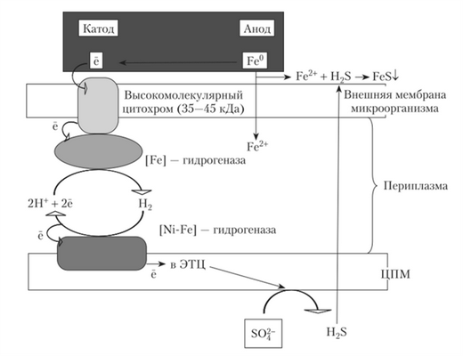 Процесс разрушения железа сульфатредукторами