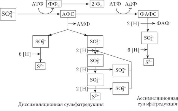 Последовательность реакций при диссимиляционной и ассимиляционной сульфатредукции