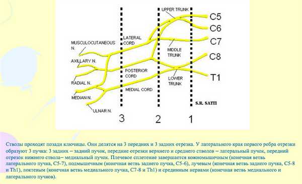 схема плечевого сплетения