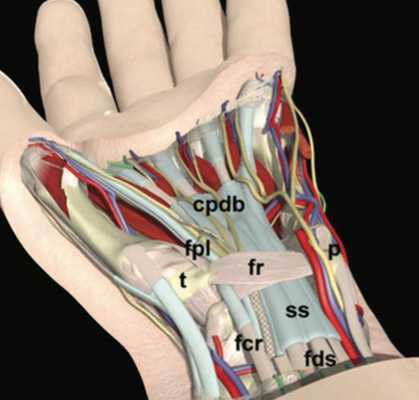медианный нерв ладонь