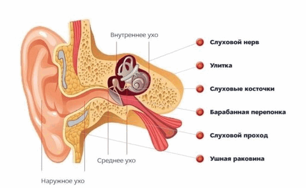 Анатомия уха