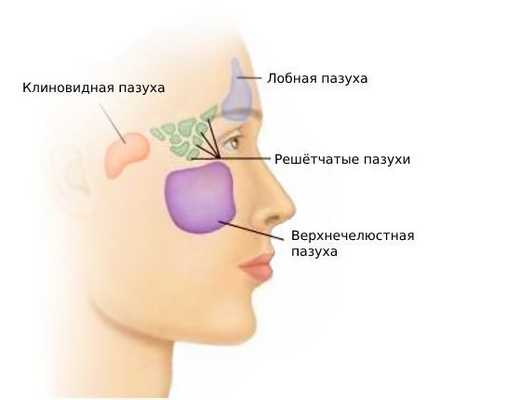 Околоносовые пазухи: клиновидная, лобная, верхнечелюстная, решётчатые