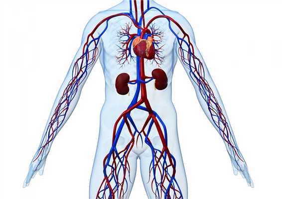 Снимки МРТ и КТ. Артерии и вены