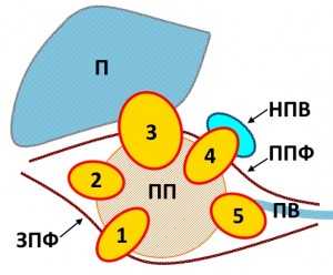 правая почка