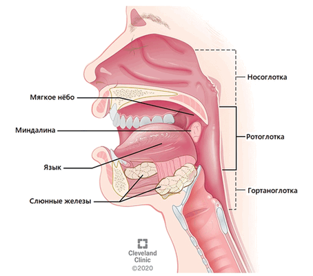 Анатомия глотки