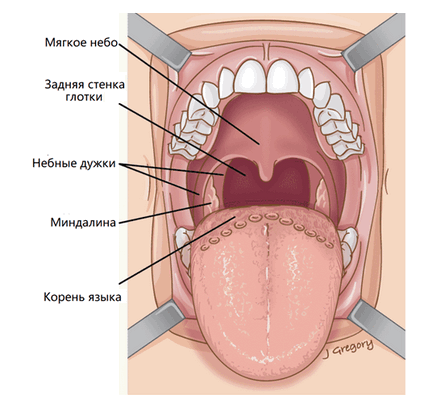 Анатомия ротоглотки