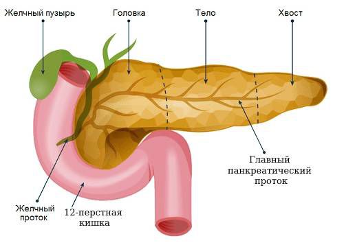 Строение поджелудочной железы