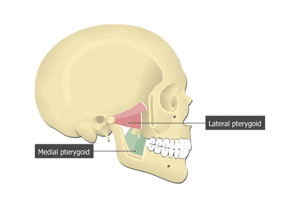 Медиальная (medial pterygoid muscle) крыловидная мышца