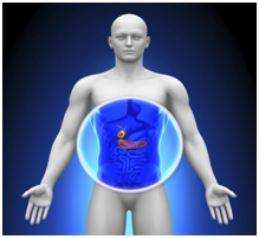 Внешний вид и положение желчного пузыря в брюшной полости