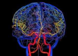 Сосуды головного мозга