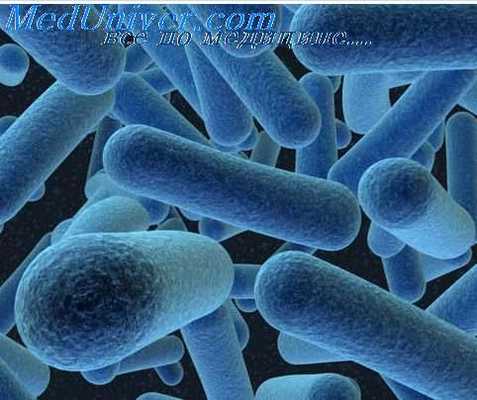 питательные среды